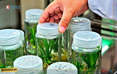 دراسة حديثة تؤكد: النباتات لا وعي لها