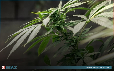 مجلة علمية: نبات 