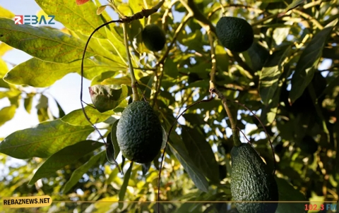 6 فوائد صحية لعصير الأفوكادو