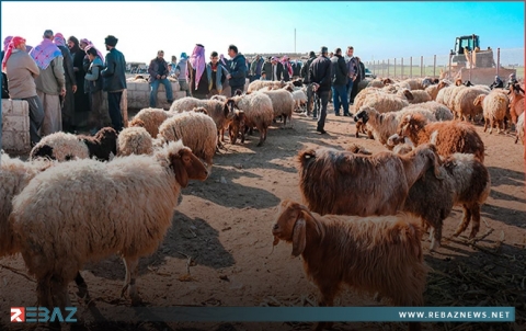 العراق يمنع استيراد وعبور الحيوانات الحية القادمة من سوريا