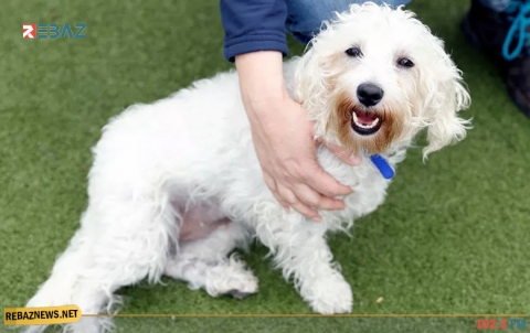 البقاء للأكثر 