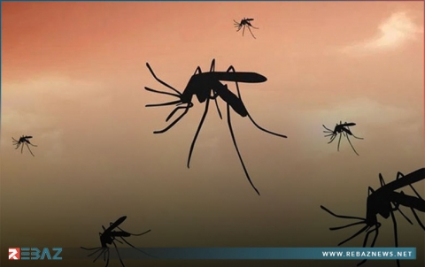 كيف يختار البعوض ضحاياه من البشر؟