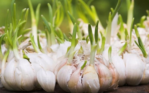 حديقة المنزل: كيف تزرع الثوم في المطبخ؟