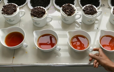 دراسة: الشاي الأسود يثبط نشاط فيروس كورونا