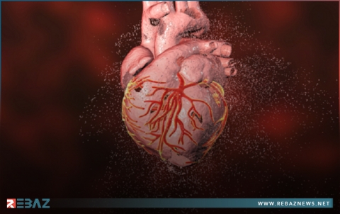اكتشاف إيقاع خلوي جديد في القلب يوضّح تتبع دورة الـ 24 ساعة