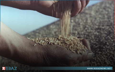 هل يساعد القمح في التحكم في مستويات ضغط الدم