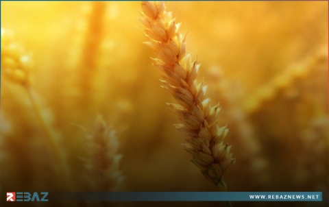 أطعمة تفاقم مشاكل الغدة الدرقية