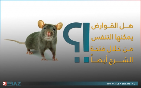 العلماء: الخنازير والقوارض قادرة على التنفس من خلال فتحة الشرج