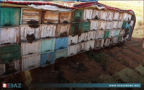 خلايا النحل تتسبب في مجزرة بجنوب مدينة إدلب السورية 