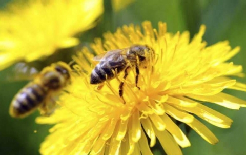 علماء: النحل 