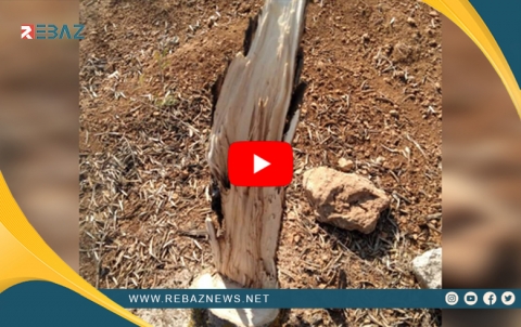 Efrîn.. Girûpên çekdar 120 darên zeytûnan birîn û welatiyek êşkence kir