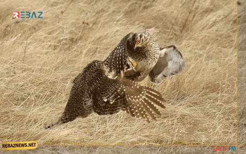 العلماء يقرعون ناقوس الخطر: الانقراض يهدد مليون نبات وحيوان