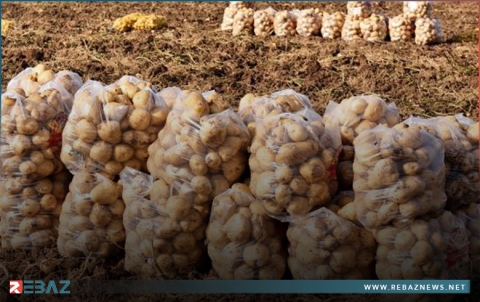 إقليم كوردستان يصدر البطاطا إلى دولة إفريقية 