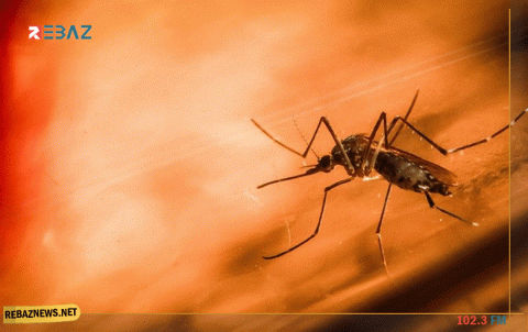 هل أنت الضحية القادمة للبعوض؟