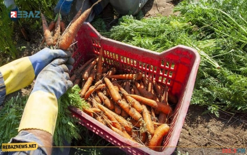  هل نأكل البلاستيك عبر النباتات؟.. بحث يكشف 