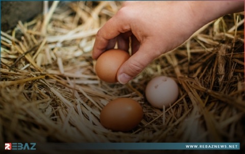 اختراق علمي قد يلقي الضوء على كيفية وسبب تطور البيض!