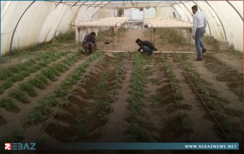 ‹بارزاني الخيرية› توزع بيوتاً بلاستيكية على مزارعي شنگال