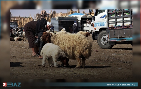 قامشلو.. إدارة PYD تفرض ضرائب باهظة على أصحاب خانات تربية المواشي 