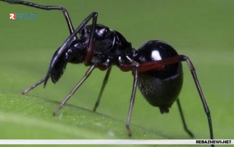 تعرف على العنكبوت التي 