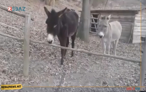 منظمة: لماذا يعاني الحمار ليتمتع السائح؟