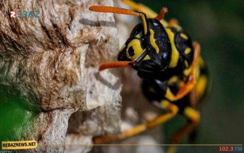 الدبور العملاق.. لدغة في الحاجب تقتل رجلا