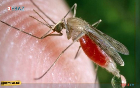 فطريات معدلة وراثيا قد تقضي على البعوض الناقل لمرض الملاريا القاتل