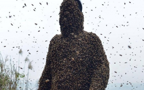 احذروا التقليد.. يجمع العسل ويأكله من النحل مباشرة