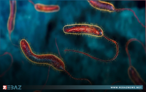 تسجيل مئات الحالات التي يُشتبه بإصابتها بمرض الكوليرا في شمال غربي سوريا