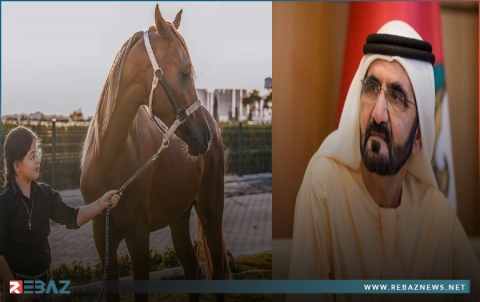 الشيخ محمد بن راشد آل مكتوم يهدي أصغر فارسة كوردية 10 خيول عربية أصيلة