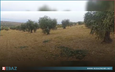 عفرين.. مسلحو الحمزات والعمشات يفرضون الإتاوات على أهالي قرية 