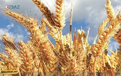 الشعير: فوائد رائعة لا تعد ولا تحصى