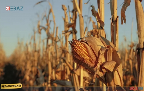 فوائد مذهلة للذرة تشمل غناها بمضادات الأكسدة والعناصر الغذائية