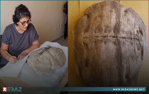 العثور على سلحفاة يعود لقبل نحو 50 مليون عاما في عفرين 