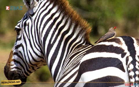 اكتشاف سبب وجود خطوط لدى الحمار الوحشي