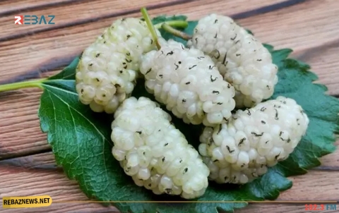 من تعزيز فقدان الوزن لتنقية الدم .. تعرفي على فوائد التوت الأبيض بألوانه