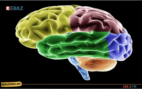 مهنة تسبب تقلص حجم الدماغ