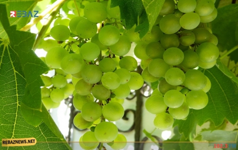 فوائد العنب الأخضر وعصيره‎