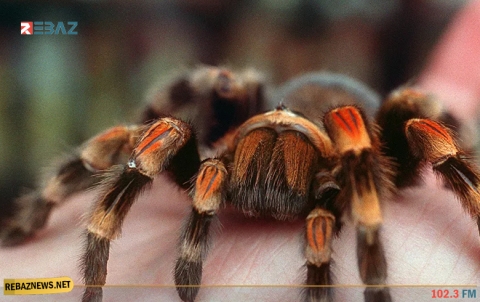 بعد اختفاء أكثر من ربع قرن... أحد أكثر عناكب بريطانيا خطورة يعود للظهور