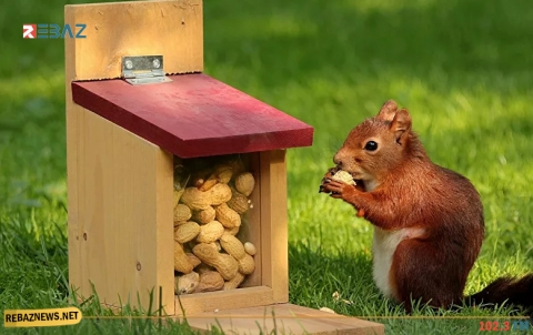 فوائد صحية مذهلة للفول السوداني