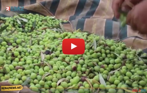 برلمان تركيا: يتم سرقة زيتون عفرين من قبل المسلحين وتركيا تبيعها لأوربا