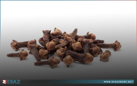 مضغ القرنفل على الريق حماية من عدوى فيروس كورونا
