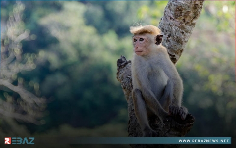 شركة تابعة لإيلون ماسك تنجح في تحفيز عقل قرد ليقوم بتشغيل ألعاب الفيديو