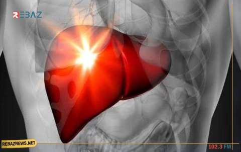 اكتشاف خلايا في الكبد قد تغني عن عمليات الزراعة