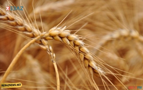 النظام السوري يطرح مناقصة لمبادلة 100 ألف طن من القمح