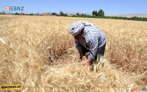 النظام السوري يشتري 900 ألف طن من القمح المحلي