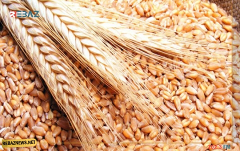 بفارق 35 ل.س.. PYD يُحدد سعر محصولي القمح والشعير