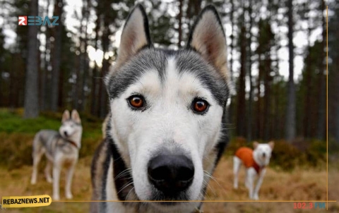 كلب يخبر صاحبته بإصابتها بالسرطان.. فكيف حدث ذلك؟