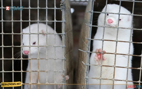 فيروس كورونا يقتل 10 آلاف حيوان في أمريكا بعد انتقاله من البشر