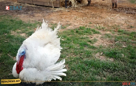 علماء يكشفون مخاطر عدم تناول اللحوم