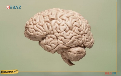 علماء يحققون إنجازا كبيرا في علاج شيخوخة الدماغ